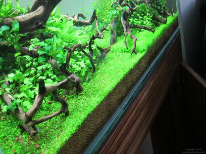 Foreground Potted Live Aquarium Plants | Freshwater Aquatic Plants for Aquariums (Potted Monte