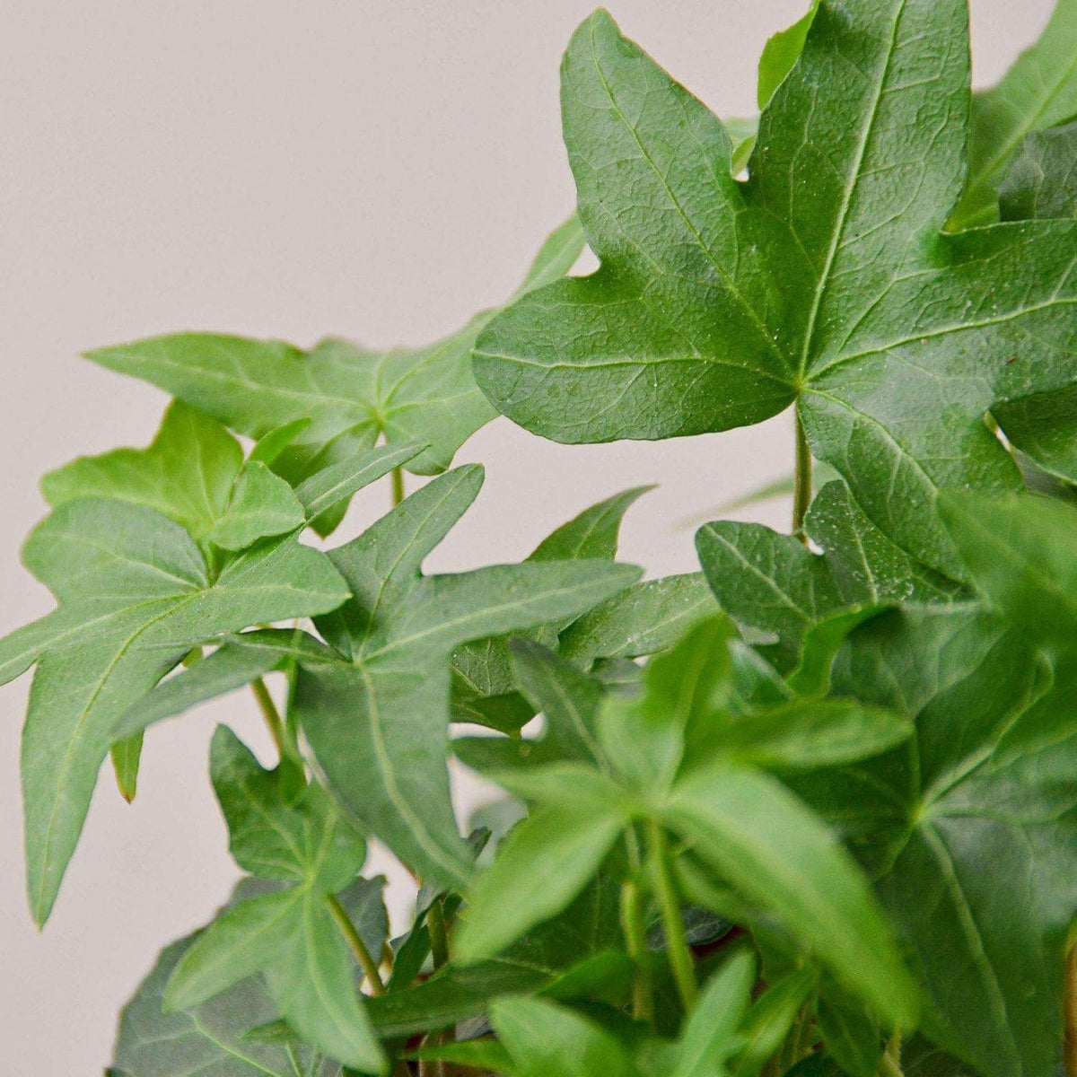 English Ivy Green California Live Plant for Indoor | Different Houseplants in 3'' Pot | Real House