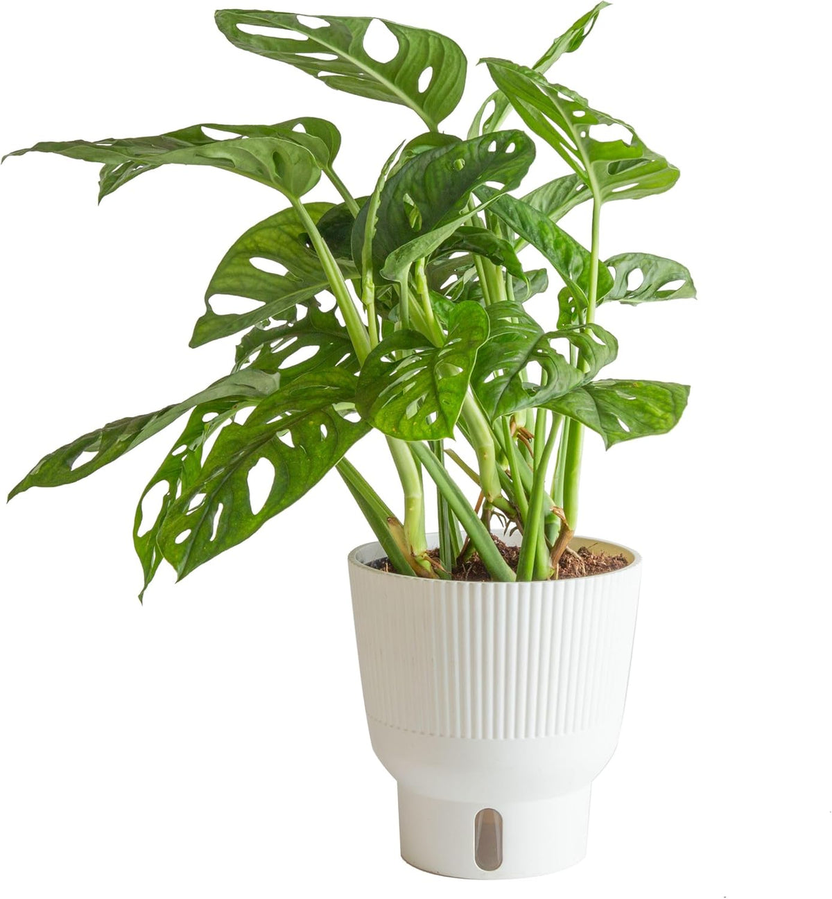 Costa Farms Little Monstera Plant, Easy to Grow Houseplant, Live Indoor Plant Potted in Cute Garden