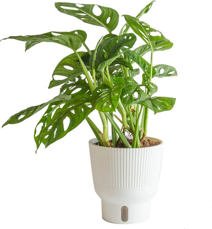 Costa Farms Little Monstera Plant, Easy to Grow Houseplant, Live Indoor Plant Potted in Cute Garden