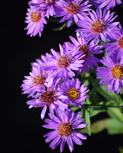 Perennial Farm Aster D. 'Wood's Purple' – Live Perennial in #1 Container, Pale Violet Daisy-Like
