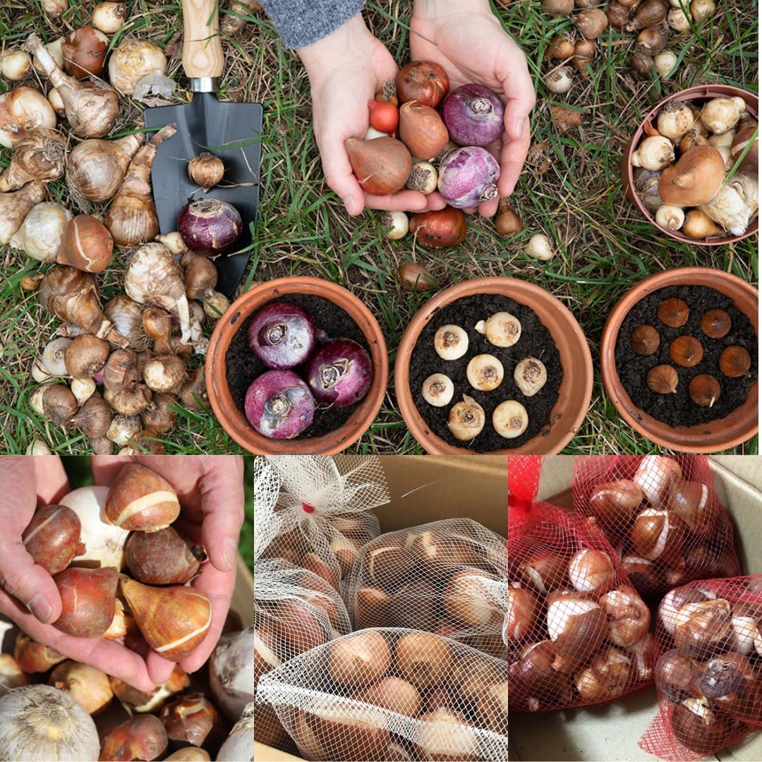 50 Mix Flowers Bulbs for Fall Planting, Perennial Flower Bulbs, Early Spring Flower to Plant