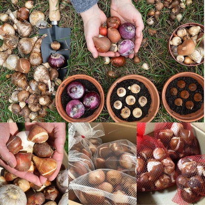 50 Mix Flowers Bulbs for Fall Planting, Perennial Flower Bulbs, Early Spring Flower to Plant