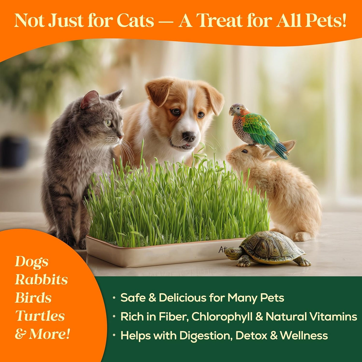 Cat Grass Seed Mix – 16 oz Pack with 20,500 Non-GMO Heirloom Seeds for Cats, Barley, Oat, Rye &