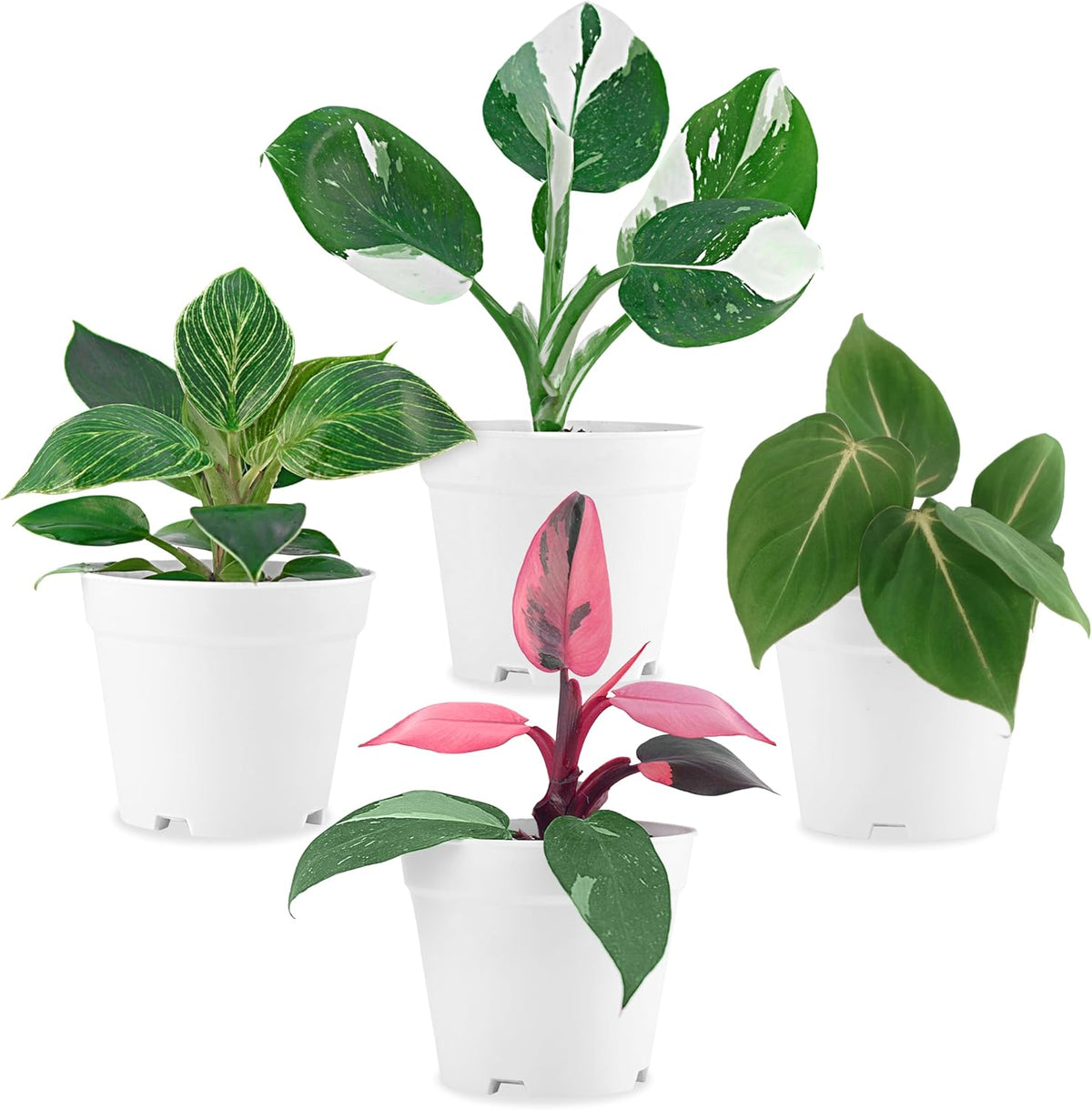 Philodendron Plant Live Exclusive Collection (4-Pack) – Rare Birkin, Gloriosum, Pink Princess &