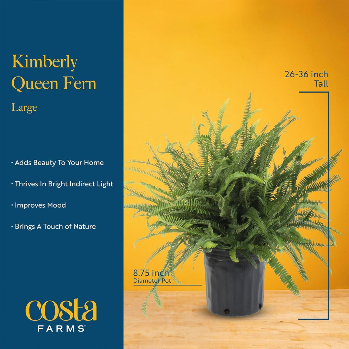 Costa Farms Kimberly Queen Fern Live Plant in Plastic Pot, Large Indoor & Outdoor Houseplant