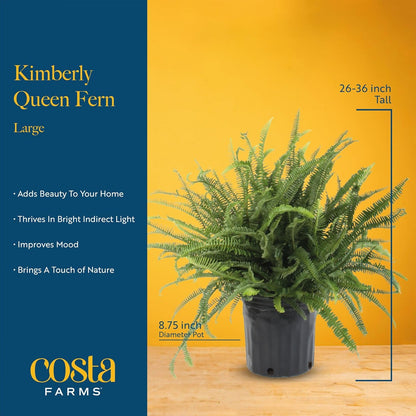 Costa Farms Kimberly Queen Fern Live Plant in Plastic Pot, Large Indoor & Outdoor Houseplant