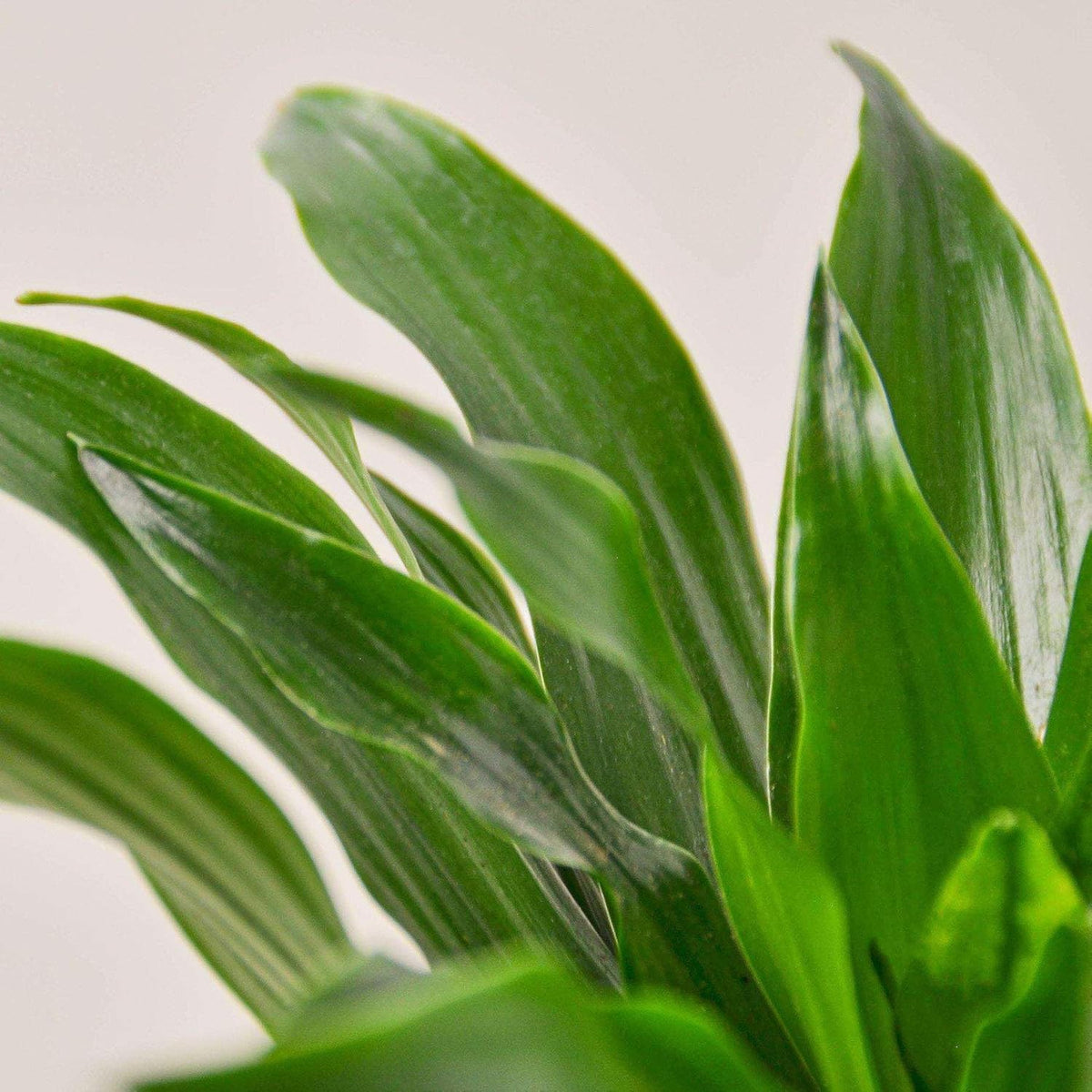Dracaena Janet Craig Live Plant for Indoor | Different Houseplants in 3'' Pot | Real House Plant
