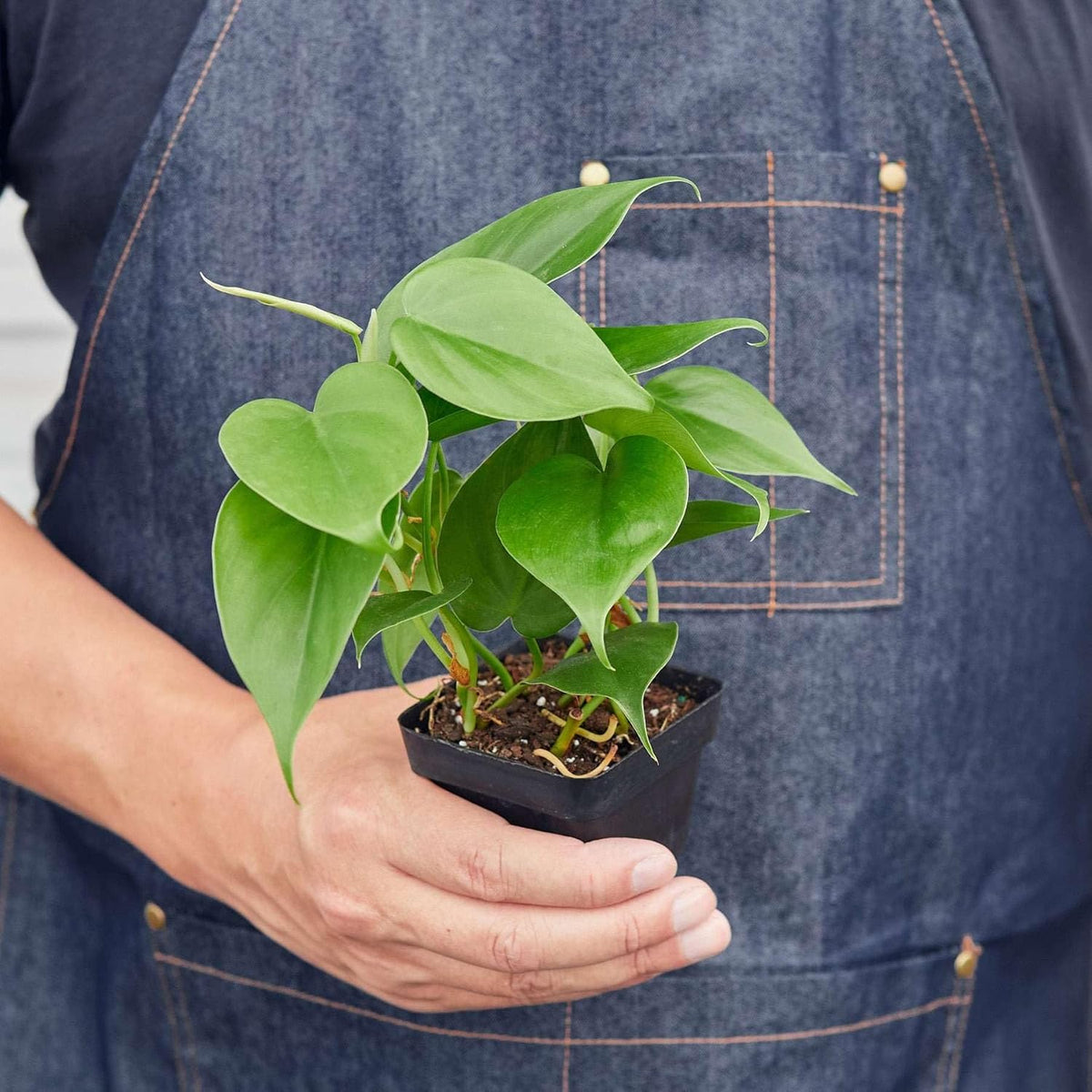 Philodendron Cordatum Heartleaf Live Plant for Indoor | Different Houseplants in 3'' Pot | Real