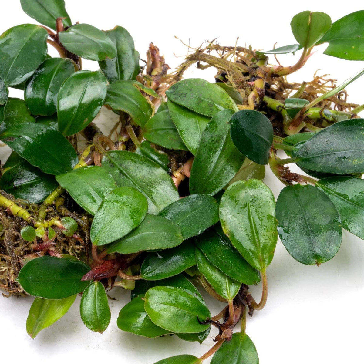 SubstrateSource Bucephalandra Brownie Athena Live Aquarium Plant - Natural Freshwater Fish Tank