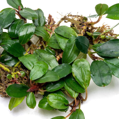 SubstrateSource Bucephalandra Brownie Athena Live Aquarium Plant - Natural Freshwater Fish Tank