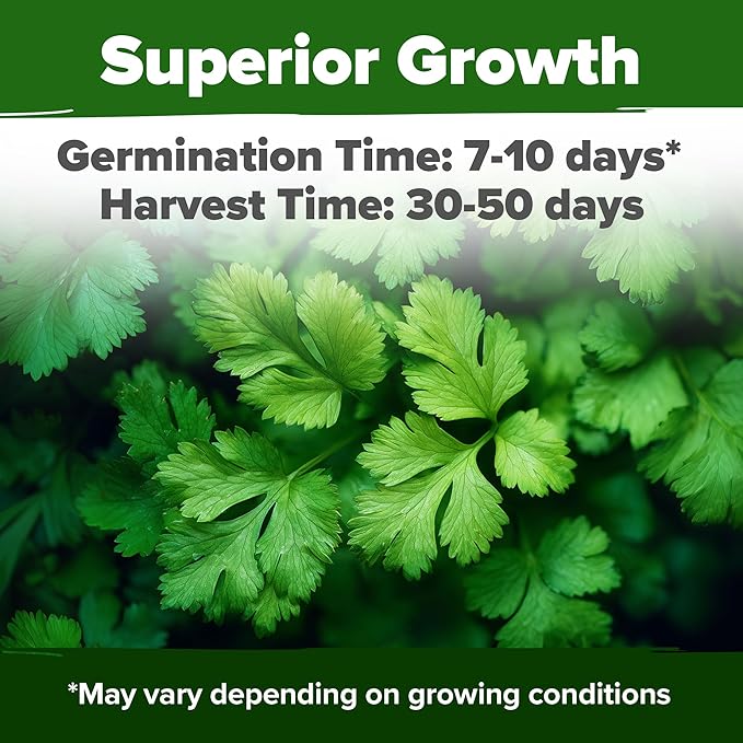 HOME GROWN 𝗨𝗦𝗔 𝗣𝗥𝗘𝗠𝗜𝗨𝗠 500+ Cilantro Seeds (Fast Growing) 𝗡𝗢𝗡-𝗚𝗠𝗢 Heirloom