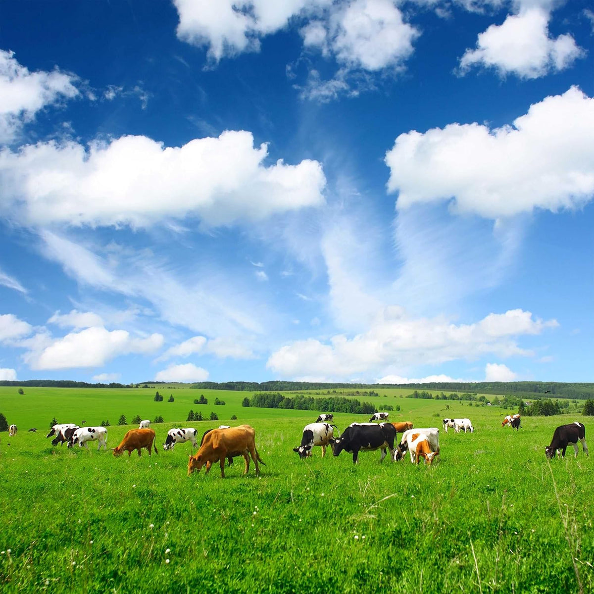 Outsidepride All-Purpose Pasture Seed Mix - 50 lb. Perennial, Drought-Tolerant & Fast-Growing