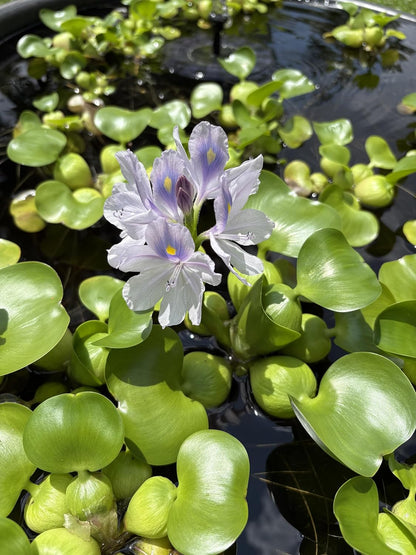 Water Hyacinth - Eichhornia crassipes - Live Plants for Pond, Floating Aquatic Garden Plants - 1