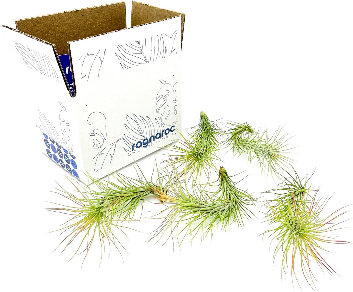 ragnaroc Air Plants - Tillandsia Funckiana, Large 5" - 5ct - Live Arrival Guaranteed - House Plants