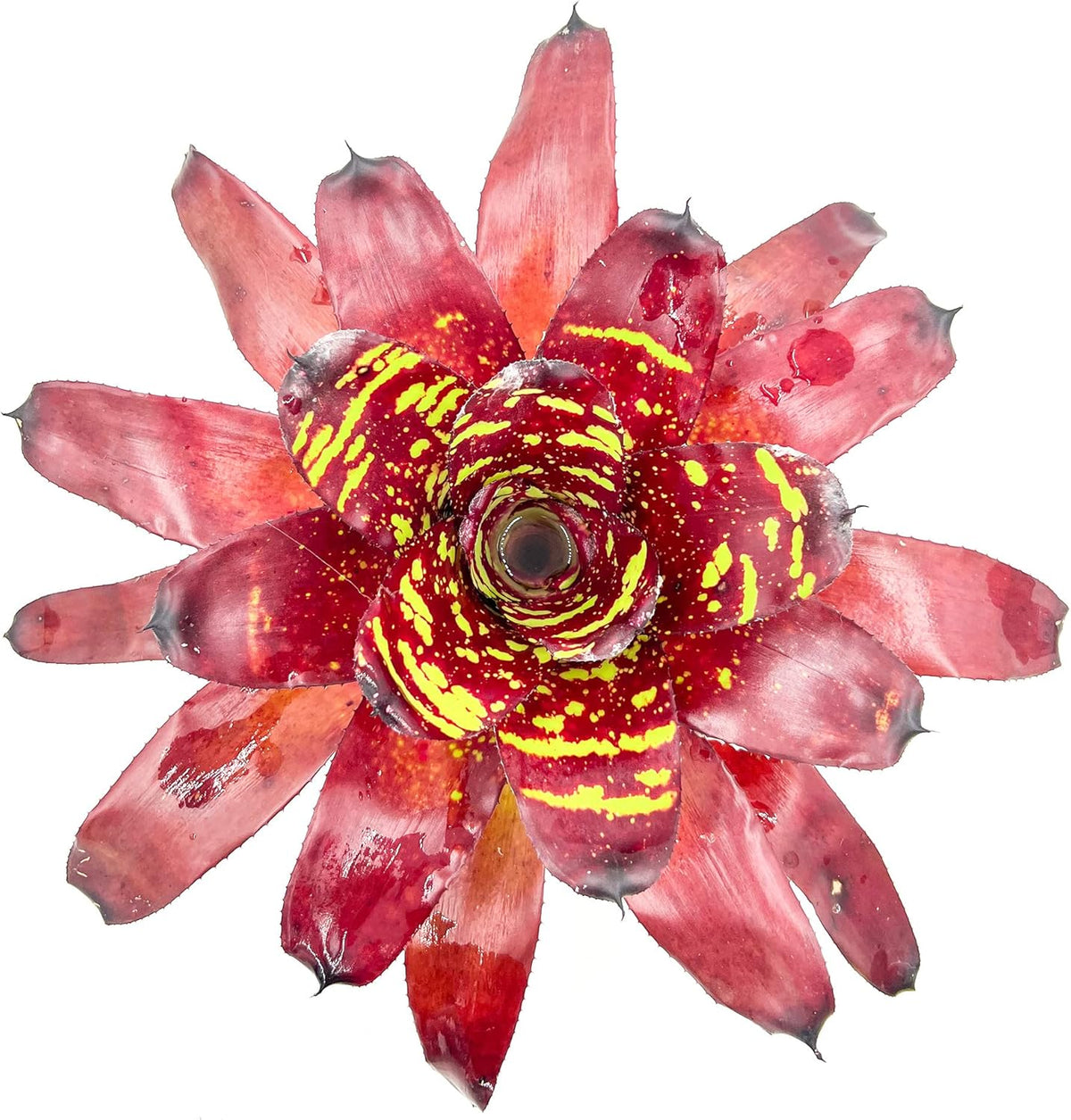 ragnaroc Live Plants - Bromeliad Neoregelia 'Green Eye', 16" Wide and 12" Tall in 6" Pot - 1ct