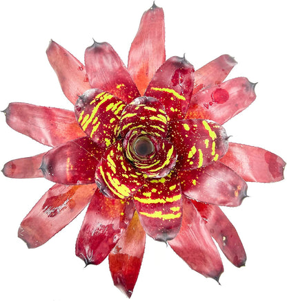 ragnaroc Live Plants - Bromeliad Neoregelia 'Green Eye', 16" Wide and 12" Tall in 6" Pot - 1ct