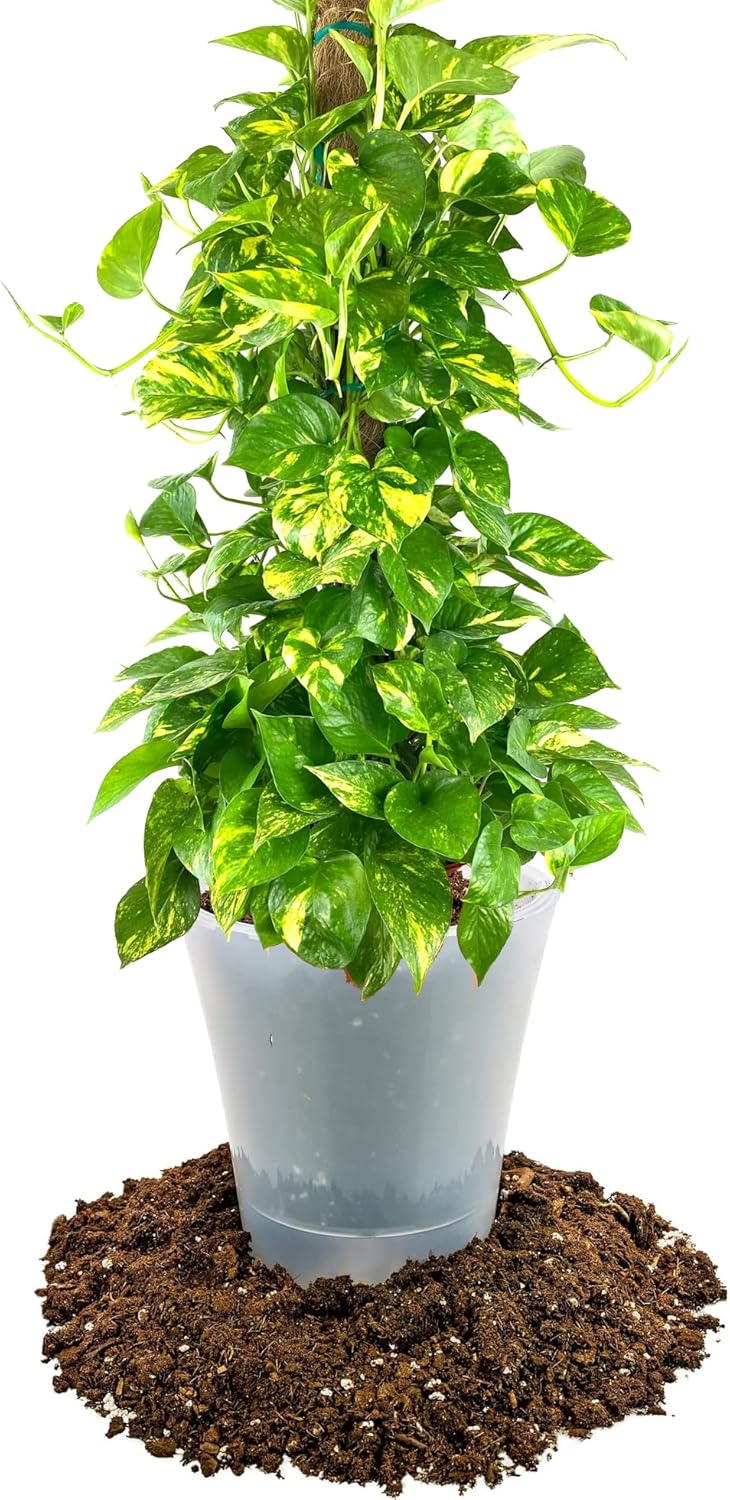 GARDENERA Premium Pothos Potting Soil Mix - Air Cleaning Plant Potting Mix, Soil Mix for Pothos