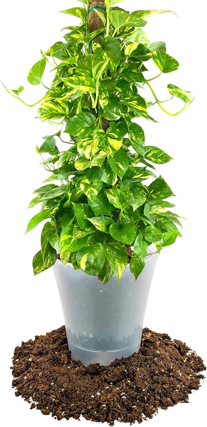 GARDENERA Premium Pothos Potting Soil Mix - Air Cleaning Plant Potting Mix, Soil Mix for Pothos