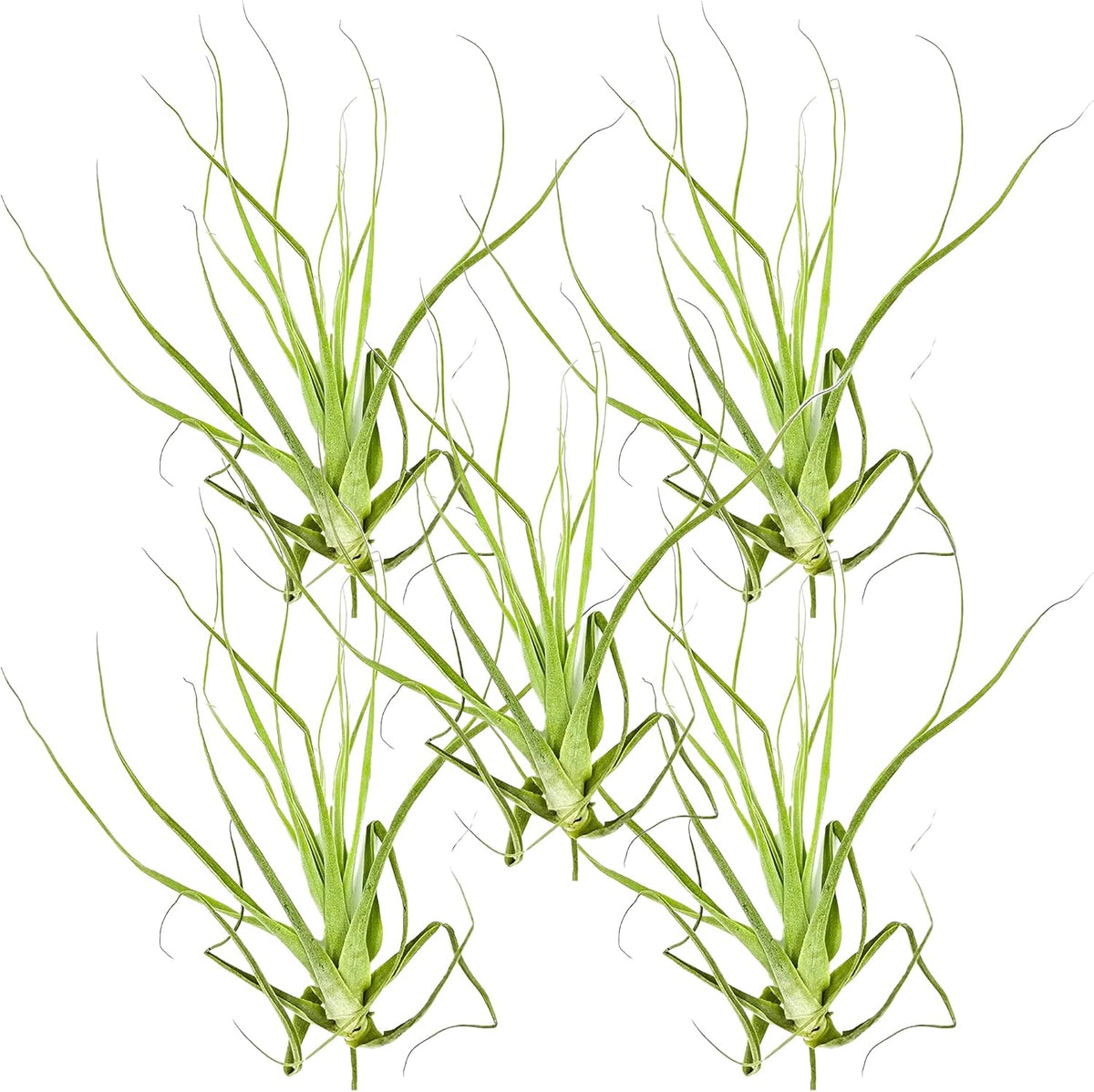 ragnaroc Air Plants - Tillandsia Straminea Jumbo 6-9" - 5ct - Live Arrival Guaranteed - House