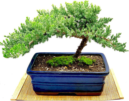 Live Dwarf Juniper Bonsai Tree 12+ Years Old with Bamboo mat| Juniper or Jade Bonsai Tree |