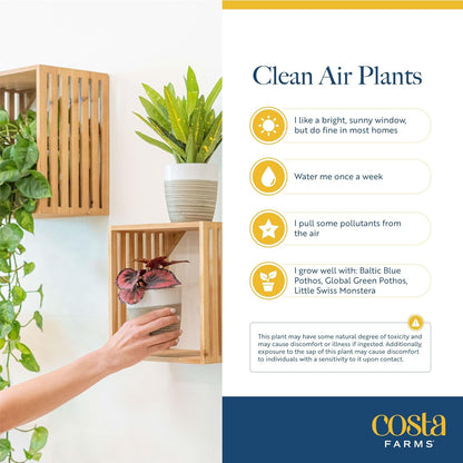 Costa Farms Live Plants (Pack of 4), Easy to Grow Live Indoor Houseplants in 3.8-Inch Plant Pots