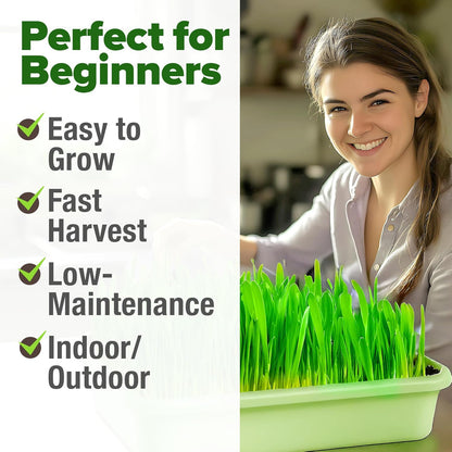 HOME GROWN 12,000+ Wheatgrass Seeds Bulk Pack(1.5 lb) 𝗡𝗢𝗡-𝗚𝗠𝗢 𝗨𝗦𝗔 Hard Red Winter