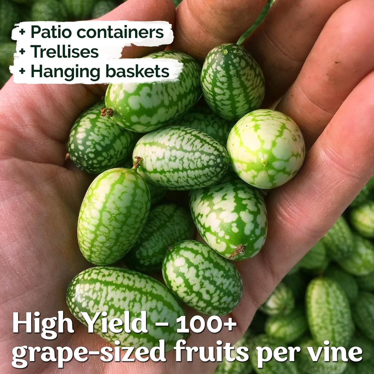 KVITER 75 Cucamelon Seeds for Planting (Melothria Scabra) – Mexican Sour Gherkin Seeds, Gherkin