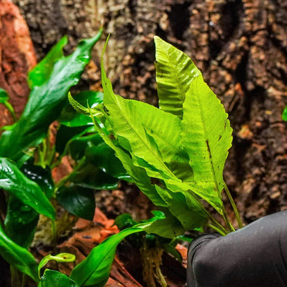 SubstrateSource Live Plants - El Niño Fern (Bolbitis heteroclita) - Midground to Background