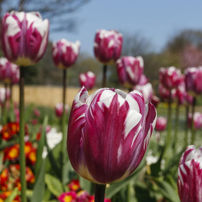 Blueberry Swirl Tulip Flowers - 20 Bulbs | Vibrant Purple & White Perennial Blooms | Dramatic