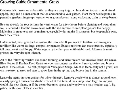2 Horsetail Grass in 4 Inch Pots (2 Four Inch Pots with The Grass 3-6 Canes) in Each Pot