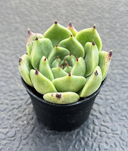 Sprout N Green Echeveria Agavoides Halloween, Rare Live Succulent Plant Fully Rooted in 2" Planter