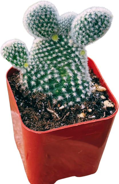 Succulents Plants Live 2inch Live Mini Succulent Plants, Easy Care House Plants Rooted in Succulent