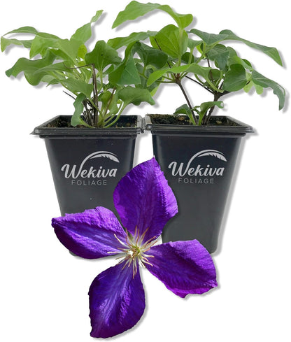 Clematis Jackmanii - 2 Live Starter Plants in 2 Inch Growers Pots - Starter Plants Ready for The