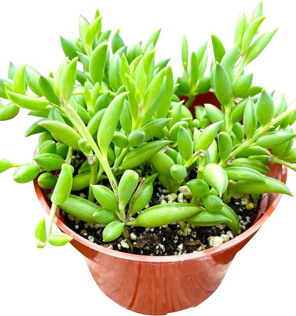 Live Succulent (4" String of Fish Hooks), Succulents Plants Live, Succulent Plants Fully Rooted