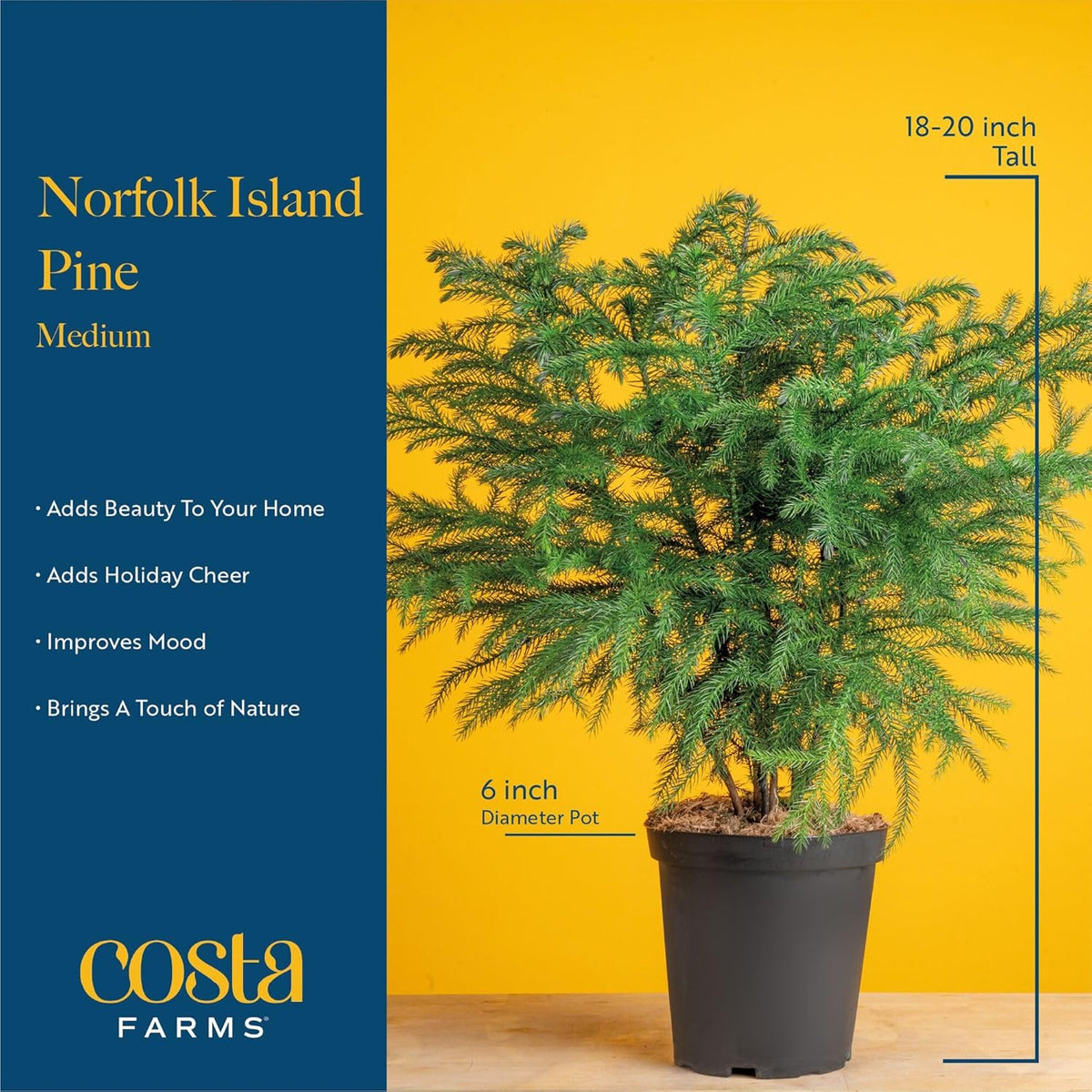 Costa Farms Norfolk Island Pine, Live Christmas Tree Plant in Holiday Gift Wrap Pot, Includes