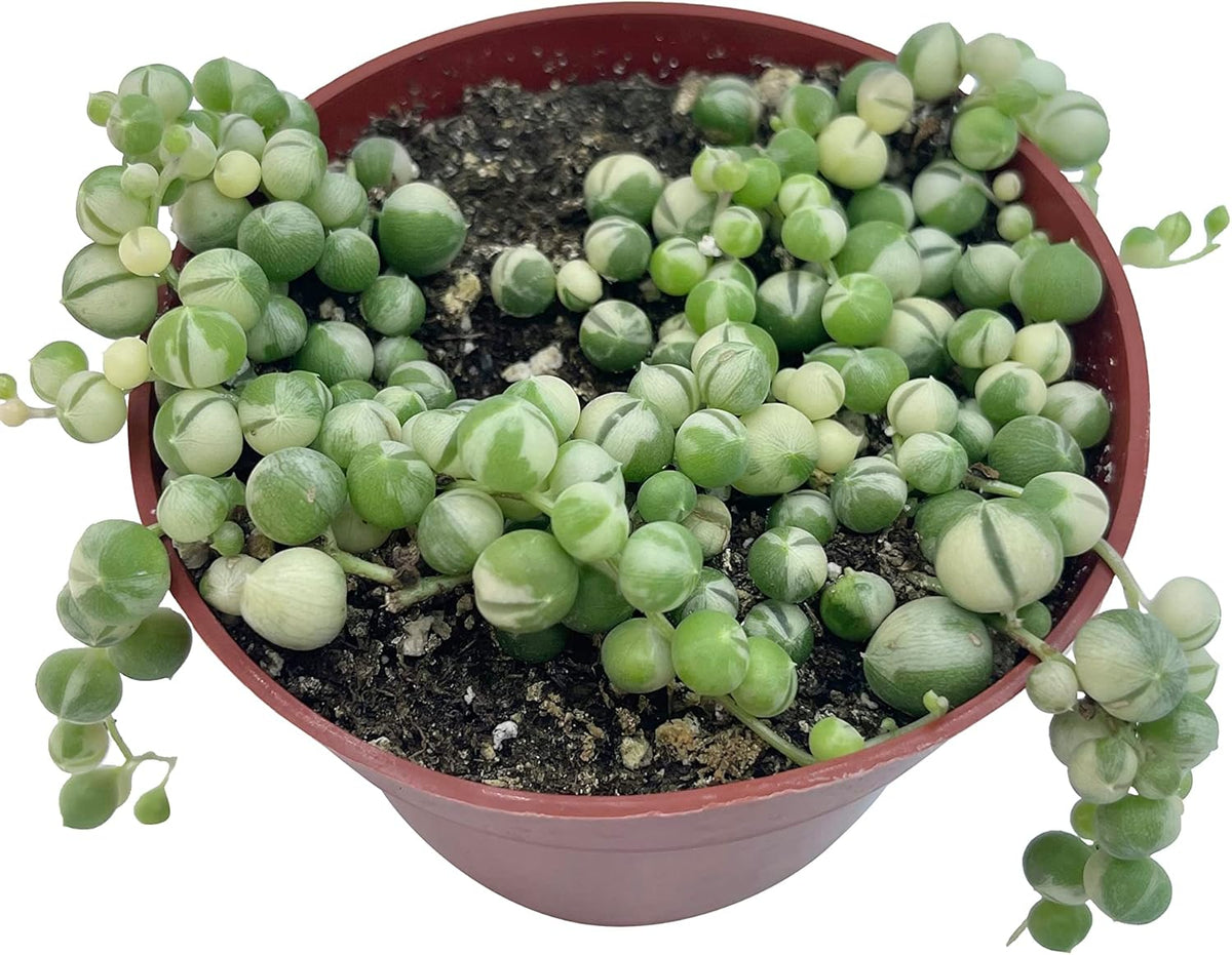 Live Succulent 4" Variegated String of Pearls, Succulents Plants Live, Succulent Plants Fully