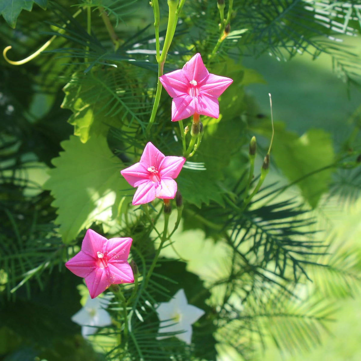 Outsidepride Rose Cypress Vine Seeds - 100 Pcs Annual Flower Seeds with Nectar-Rich, Star-Shaped