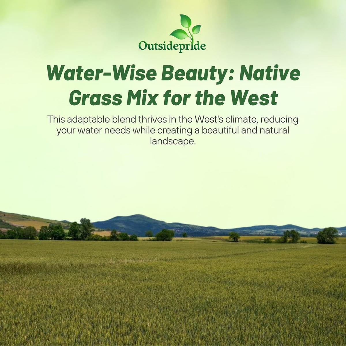Outsidepride Western Native Grass Seed Mix - 1 lb. Perennial Blend of Warm & Cool Season, Drought