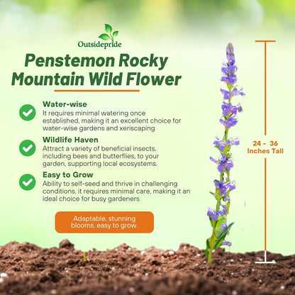 Outsidepride Penstemon Seeds - 5000 Pcs Perennial, Drought-Tolerant & Pollinator Friendly, Strictus