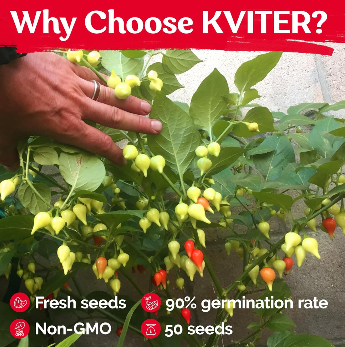 KVITER 50 Pimenta Biquinho, Sweety Drop Peppers Seeds (Capsicum Chinense) – Chupetinho, Pimenta de