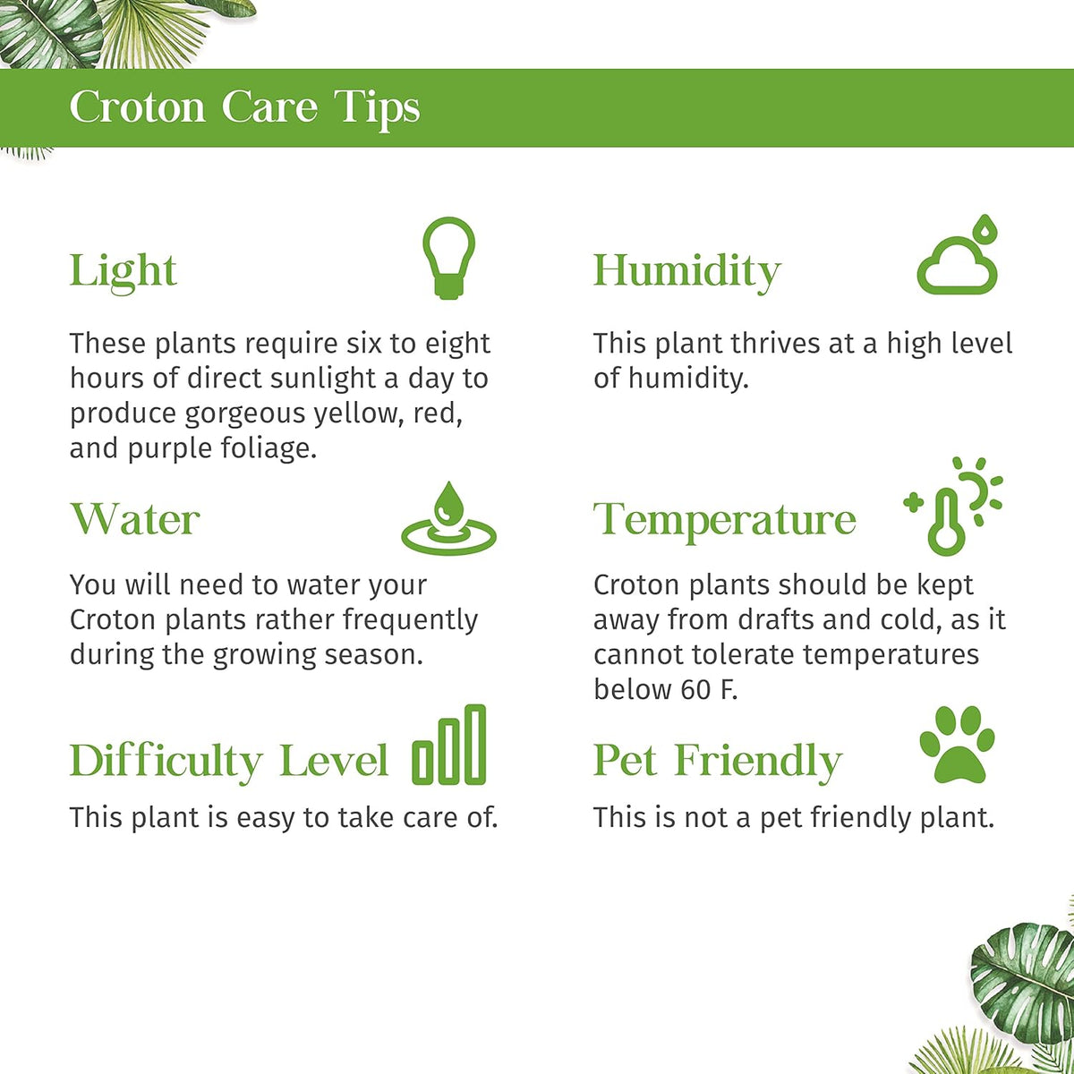 Croton Mammy Live Plant for Indoor | Different Houseplants in 3'' Pot | Real House Plant for Living