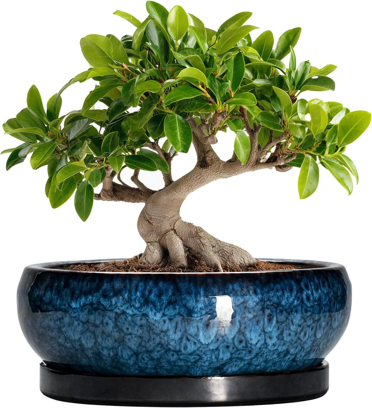 Bonsai Tree Pots 10 Inch - Ceramic Succulent Pot with Drainage Hole and Saucer, Bonsai Pots for