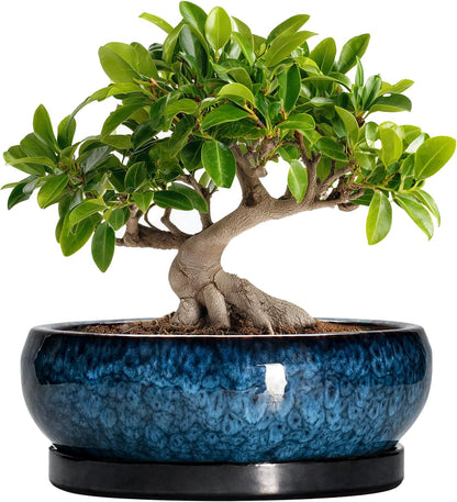Bonsai Tree Pots 10 Inch - Ceramic Succulent Pot with Drainage Hole and Saucer, Bonsai Pots for