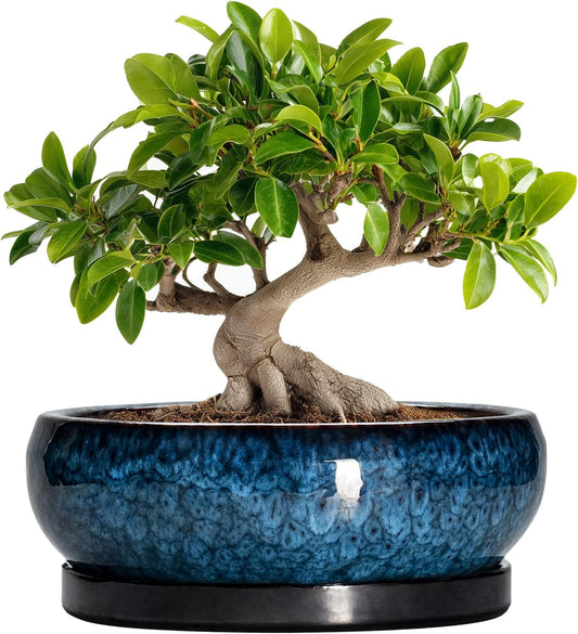 Bonsai Tree Pots 10 Inch - Ceramic Succulent Pot with Drainage Hole and Saucer, Bonsai Pots for