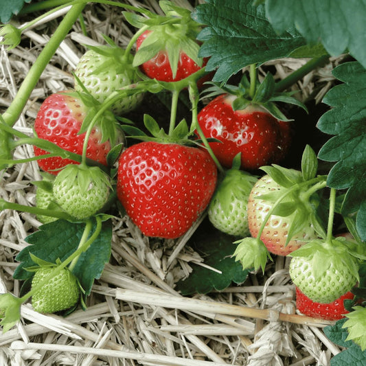 June Bearing Strawberry Plants - Bountiful Harvest of Strawberries in Spring to Summer! Bare Root