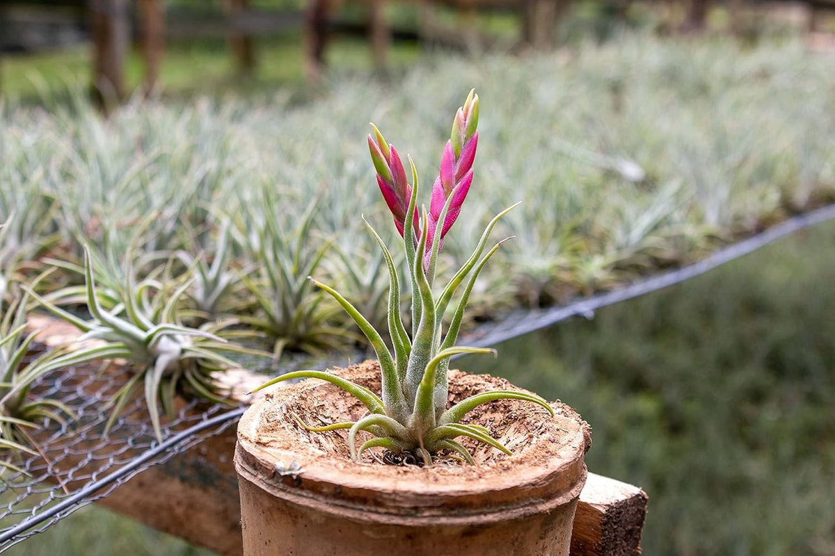 Tillandsia Caput Medusae Air Plants - Live Succulent House Plants - Available in Wholesale and Bulk