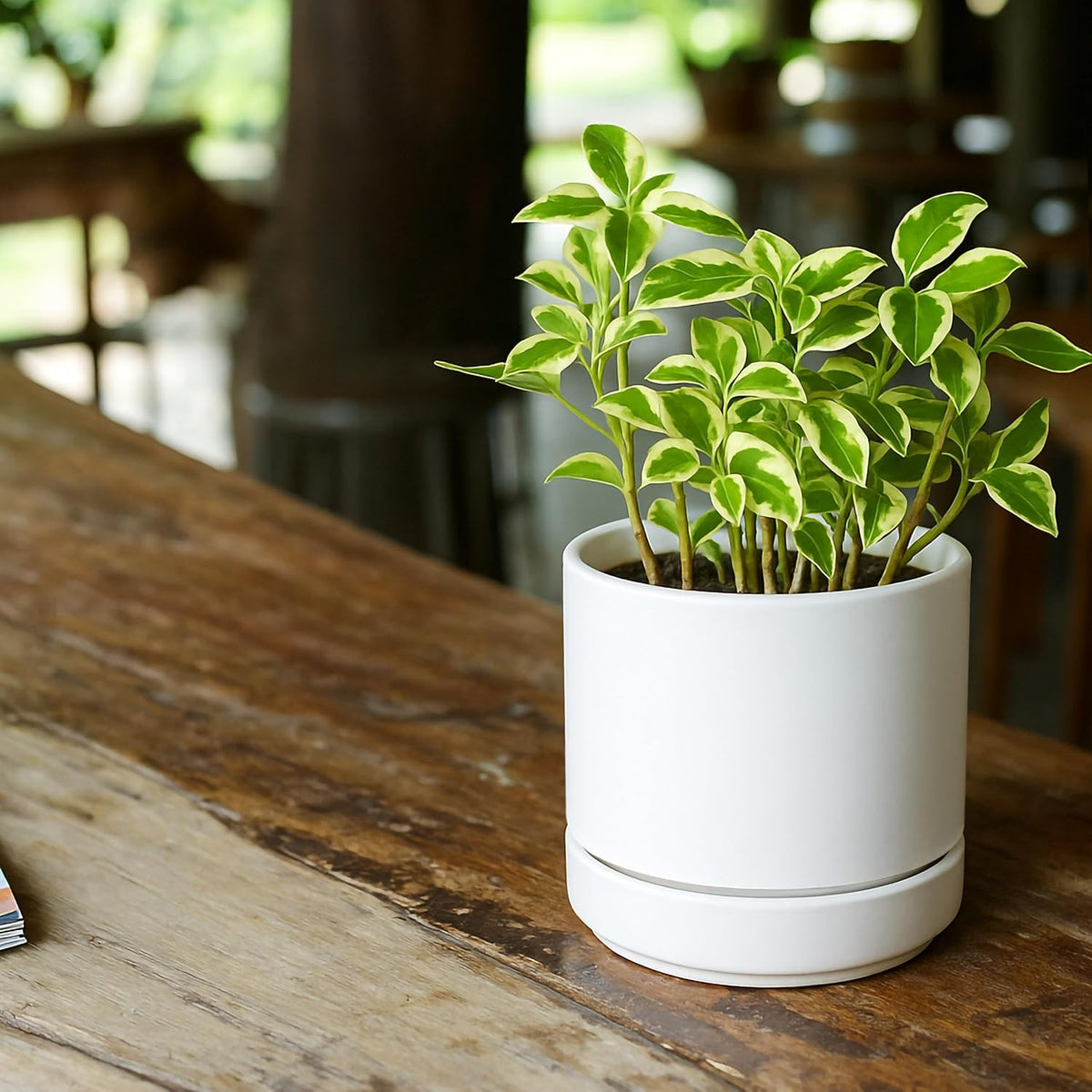 D'vine Dev 4.7 Inch Ceramic Planter Pot with Drainage Hole and Saucer, Indoor Cylinder Round