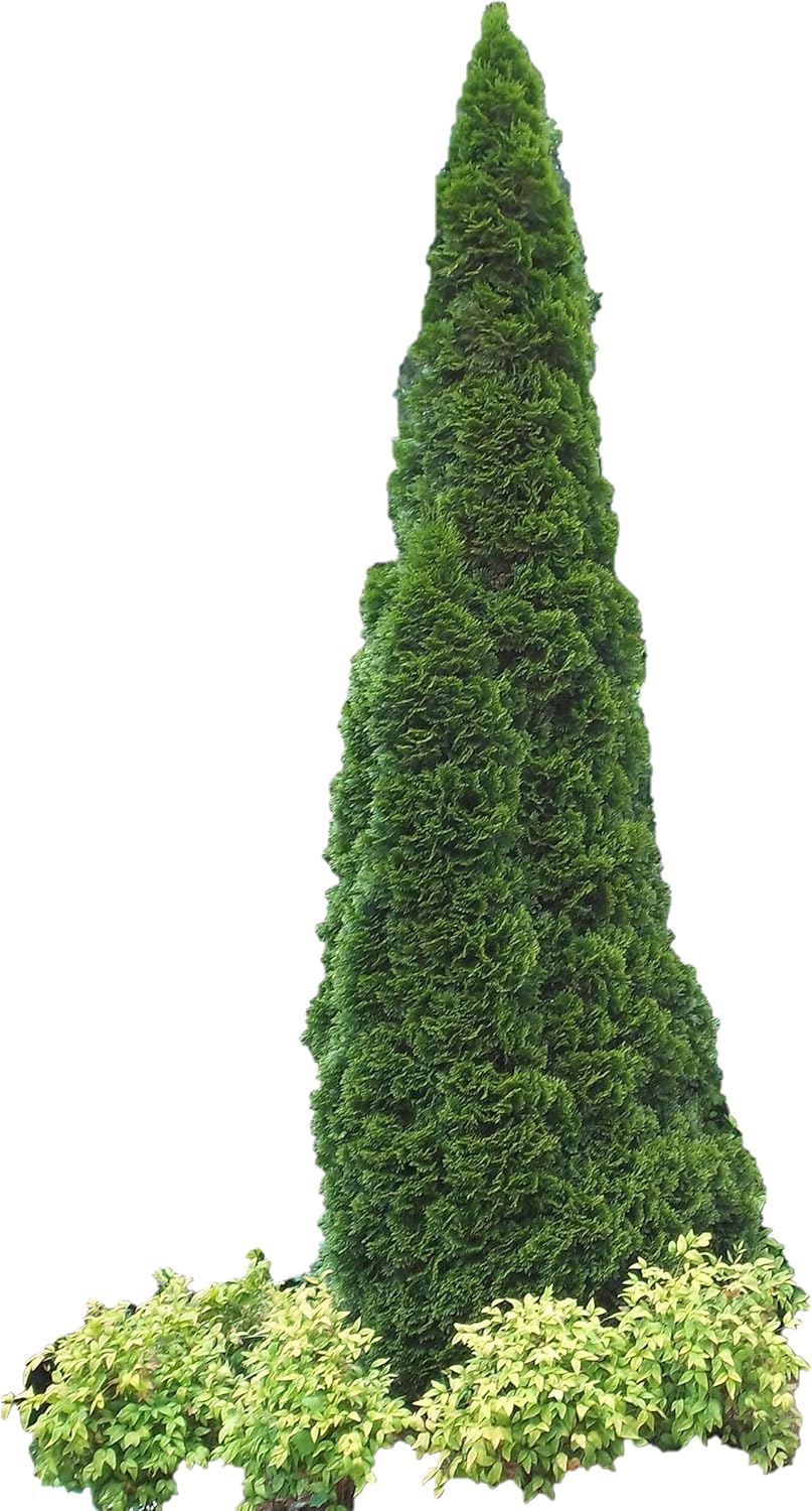 Four Pack of Emerald Arborvitaes - Evergreen Privacy Hedge - 4 Live Plants Shipped 1 to 2 Feet Tall