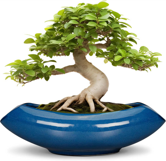 Bonsai Tree Pot 18 Inch - Ceramic Succulent Pots Large Bonsai Planter for Indoor Outdoor Plants